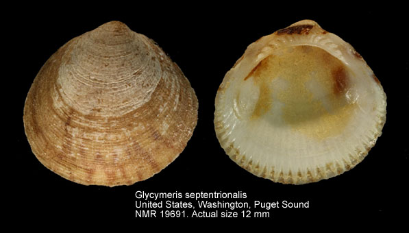 Glycymeris septentrionalis.jpg - Glycymeris septentrionalis(Middendorff,1849)